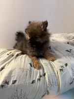 Brindle, a male Pomeranian for sale in Metamora, MI – Photo 4 of 8