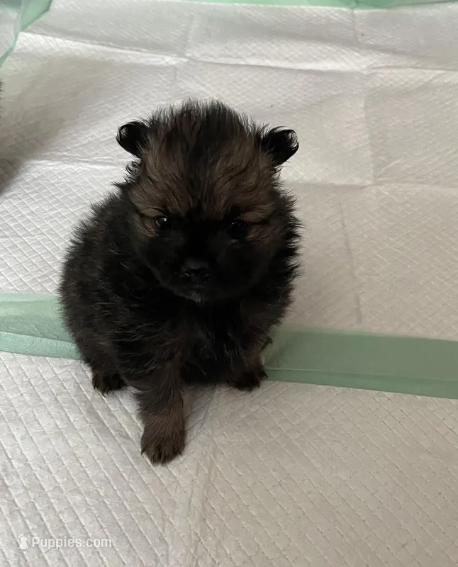 Brindle – Pomeranian puppy for sale in Metamora, MI