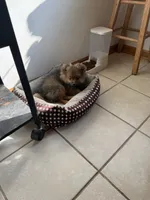 Brindle, a male Pomeranian for sale in Metamora, MI – 6 of 6