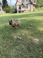 Brindle, a male Pomeranian for sale in Metamora, MI – 2 of 8
