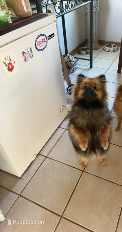 Brindle – Pomeranian puppy for sale in Metamora, MI