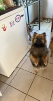 Brindle, a male Pomeranian for sale in Metamora, MI – 1 of 4