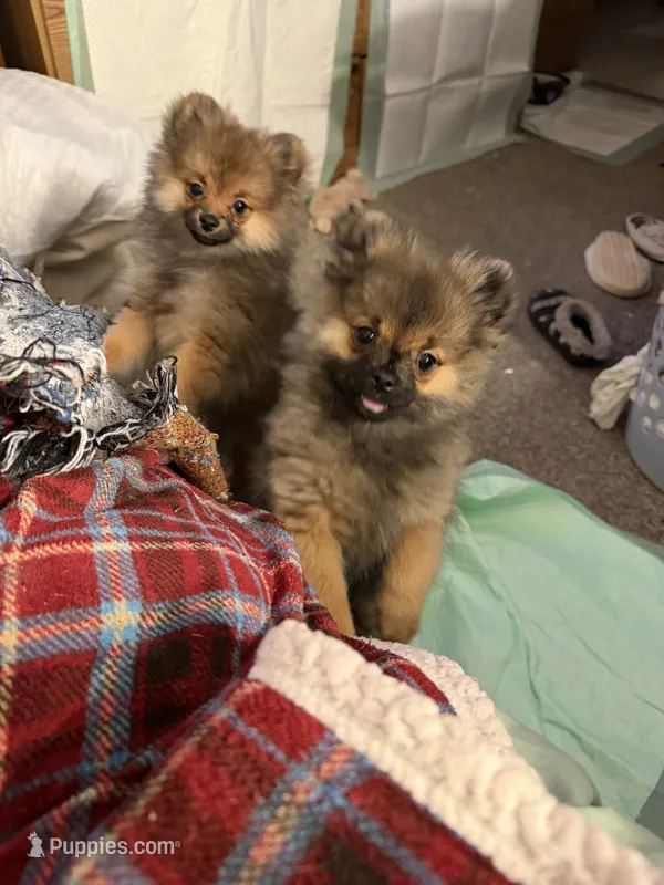Brindle – Pomeranian puppy for sale in Metamora, MI