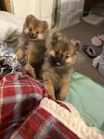 Brindle, a male Pomeranian for sale in Metamora, MI – 1 of 5