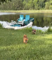 Brindle, a male Pomeranian for sale in Metamora, MI – 4 of 6