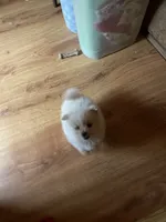 processed/04841e18-edf9-434d-9956-a2db6053b1c0/listing/2d33d07a-c9f1-4511-a021-c47a447e6130/c82cedf3-acf5-4f62-a57a-4eec8ef890b3