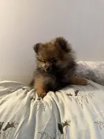 Chocolate, a male Pomeranian for sale in Metamora, MI – Photo 2 of 10