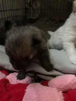 Chocolate, a male Pomeranian for sale in Metamora, MI – Photo 5 of 5