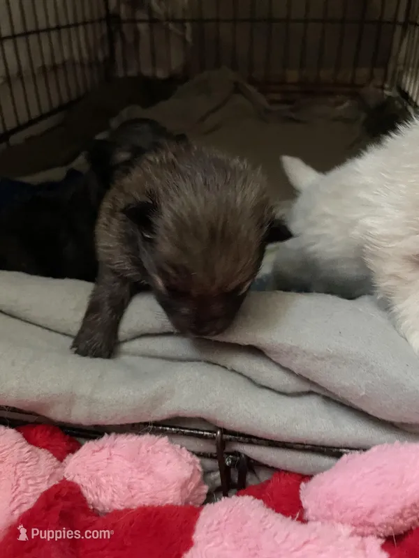 Chocolate, a male Pomeranian for sale in Metamora, MI – Photo 1 of 5