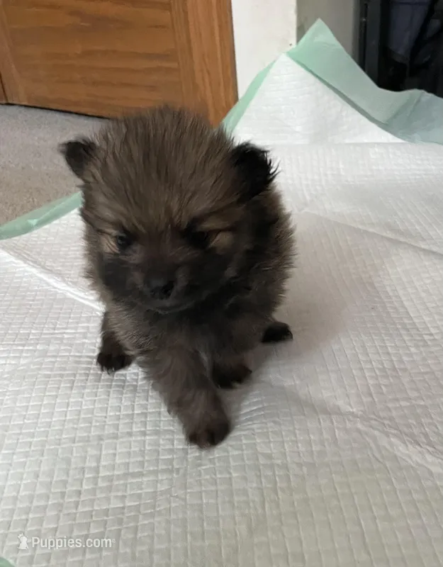 Chocolate – Pomeranian puppy for sale in Metamora, MI