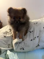 Chocolate, a male Pomeranian for sale in Metamora, MI – Photo 3 of 10