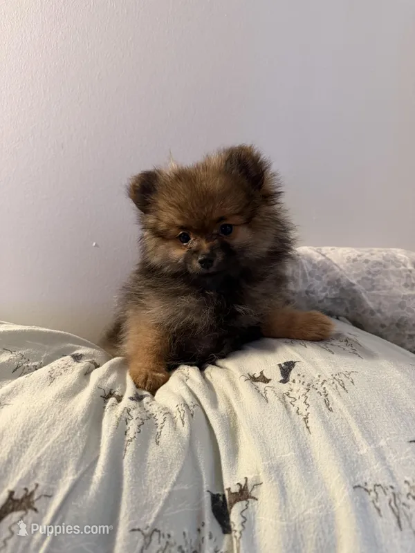 Chocolate – Pomeranian puppy for sale in Metamora, MI