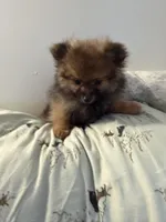 Chocolate, a male Pomeranian for sale in Metamora, MI – Photo 4 of 10