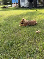 Brindle, a male Pomeranian for sale in Metamora, MI – 3 of 6