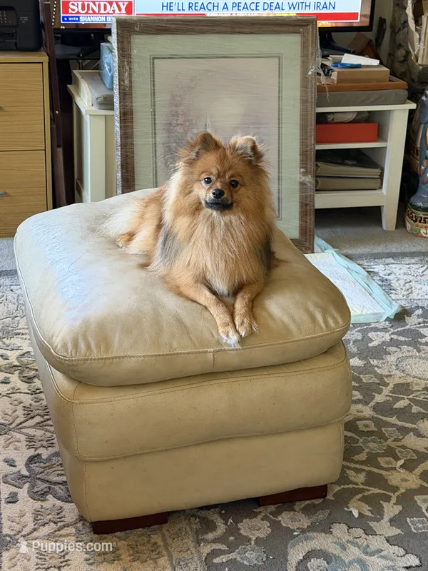 Butters – Pomeranian puppy for sale in Metamora, MI