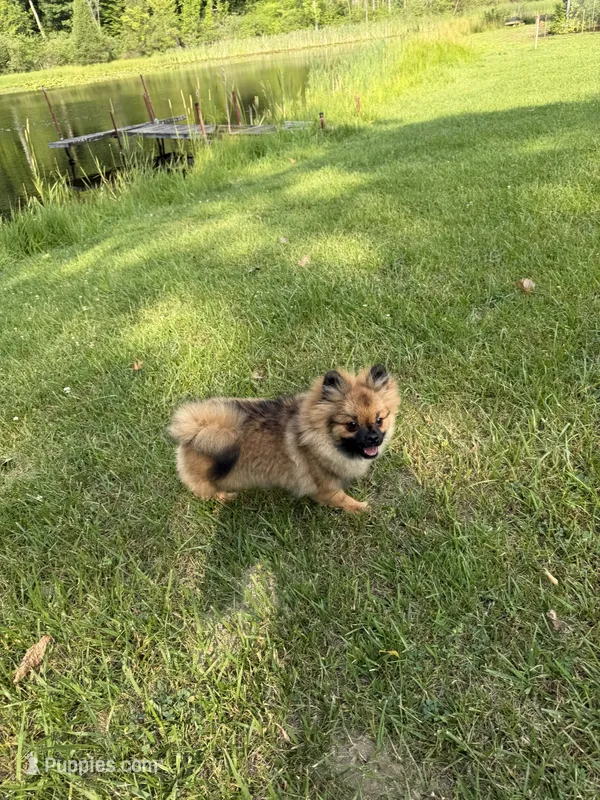 Brindle – Pomeranian puppy for sale in Metamora, MI