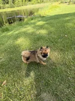 Brindle, a male Pomeranian for sale in Metamora, MI – 1 of 8