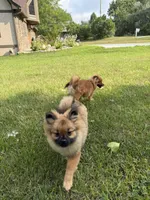 Brindle, a male Pomeranian for sale in Metamora, MI – 3 of 8