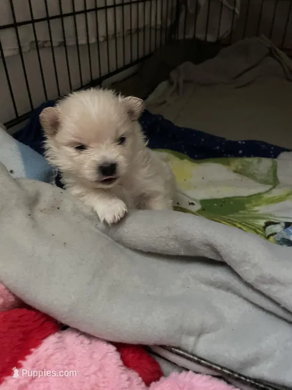 Cream – Pomeranian puppy for sale in Metamora, MI