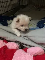 Cream, a male Pomeranian for sale in Metamora, MI – Photo 2 of 2