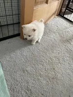 Cream, a male Pomeranian for sale in Metamora, MI – Photo 5 of 5