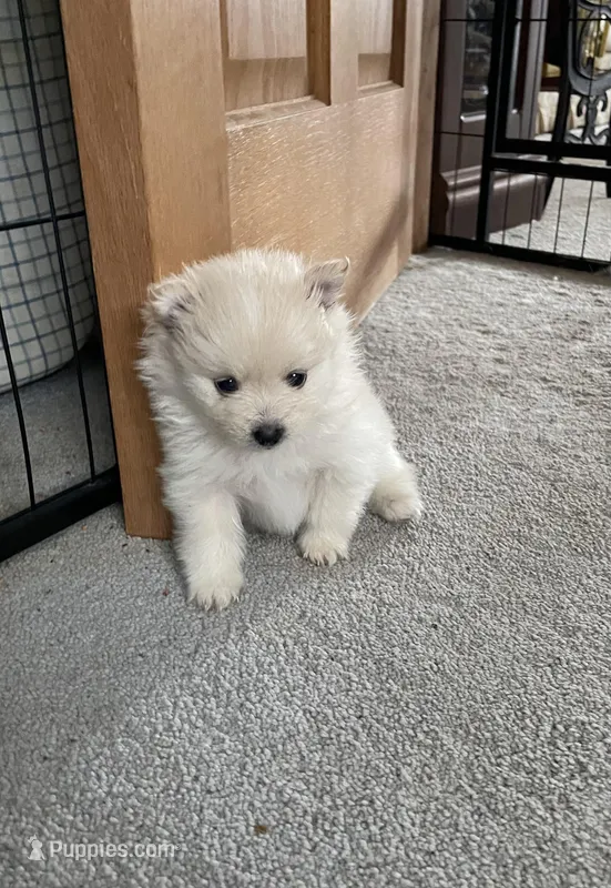 Cream, a male Pomeranian for sale in Metamora, MI – Photo 1 of 5