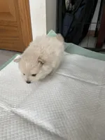 Cream, a male Pomeranian for sale in Metamora, MI – Photo 4 of 5