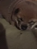 processed/04841e18-edf9-434d-9956-a2db6053b1c0/listing/70e9f01e-cc17-4aa5-bb4a-bf2efeaf6ca7/380a1af7-95f6-4063-ab53-9184536d7dd5