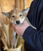 processed/04841e18-edf9-434d-9956-a2db6053b1c0/listing/70e9f01e-cc17-4aa5-bb4a-bf2efeaf6ca7/d511d9e6-1de8-43ce-b75a-8780d116e909