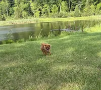 Brindle, a male Pomeranian for sale in Metamora, MI – 2 of 6