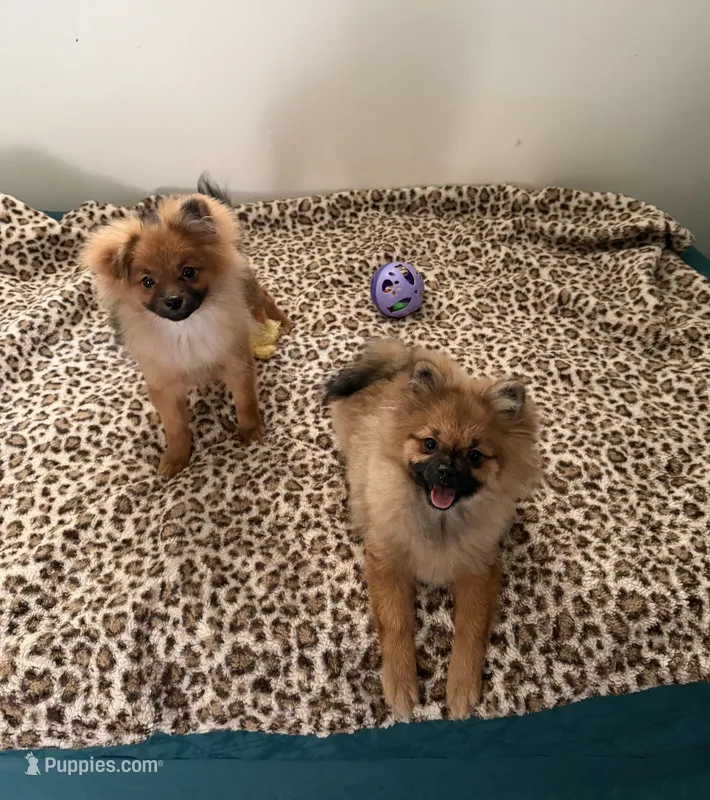 Brindle – Pomeranian puppy for sale in Metamora, MI