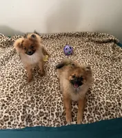 Brindle, a male Pomeranian for sale in Metamora, MI – 5 of 8