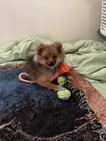 Brindle, a male Pomeranian for sale in Metamora, MI – 5 of 6