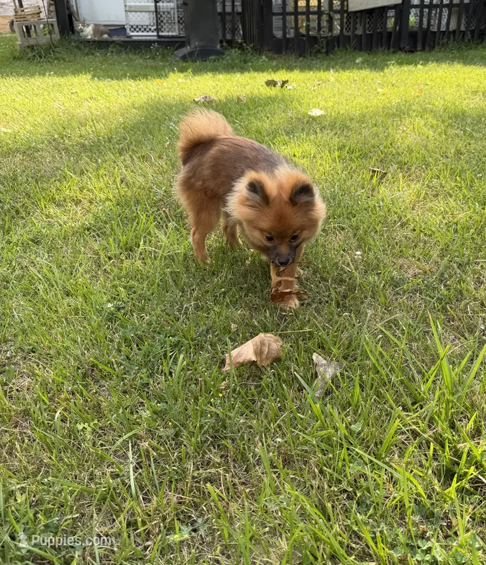 Brindle – Pomeranian puppy for sale in Metamora, MI