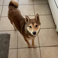 AKC red F, a female Shiba Inu for sale in Metamora, MI – Photo 1 of 2