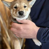 AKC red F, a female Shiba Inu for sale in Metamora, MI – Photo 2 of 2