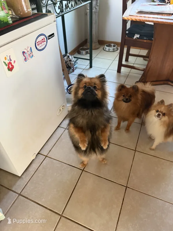 Brindle – Pomeranian puppy for sale in Metamora, MI