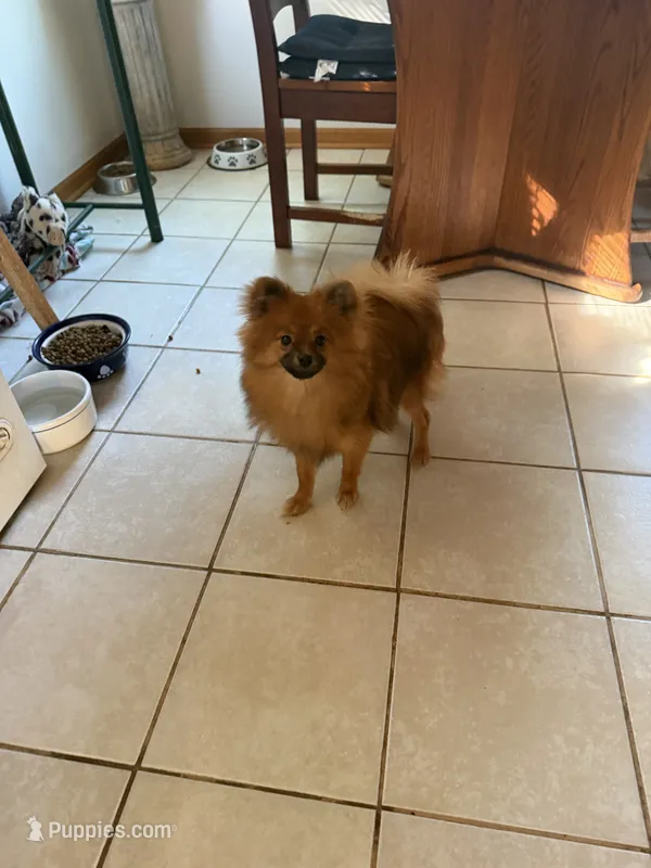 Brindle – Pomeranian puppy for sale in Metamora, MI