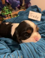 Trudy, a female Cavalier King Charles Spaniel for sale in Tenants Harbor, ME – 4 of 6