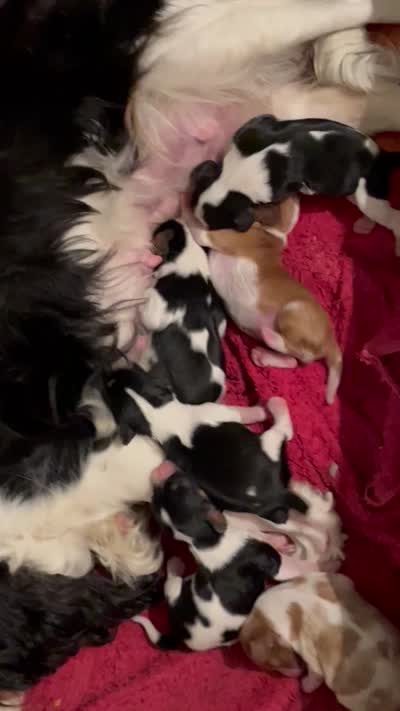 Trinity, a female Cavalier King Charles Spaniel for sale in Tenants Harbor, ME – 3 of 4