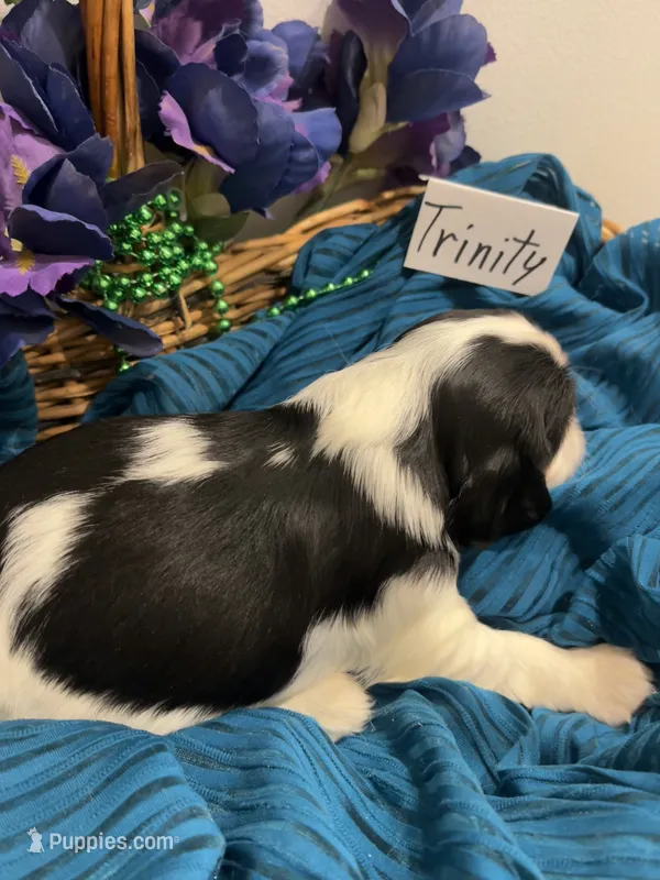 Trinity – Cavalier King Charles Spaniel puppy for sale in Tenants Harbor, ME