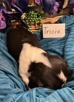 Tricia, a female Cavalier King Charles Spaniel for sale in Tenants Harbor, ME – 4 of 5