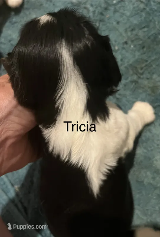 Tricia – Cavalier King Charles Spaniel puppy for sale in Tenants Harbor, ME