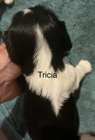Tricia, a female Cavalier King Charles Spaniel for sale in Tenants Harbor, ME – 1 of 5