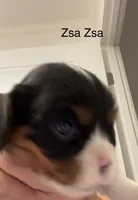 Zsa Zsa, a female Cavalier King Charles Spaniel for sale in Tenants Harbor, ME – 3 of 3