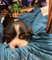 Tricia, a female Cavalier King Charles Spaniel for sale in Tenants Harbor, ME – 5 of 5