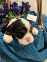 Trudy, a female Cavalier King Charles Spaniel for sale in Tenants Harbor, ME – 3 of 6