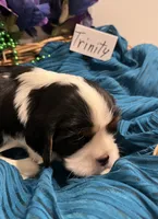 Trinity, a female Cavalier King Charles Spaniel for sale in Tenants Harbor, ME – 4 of 4