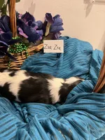 Zsa Zsa, a female Cavalier King Charles Spaniel for sale in Tenants Harbor, ME – 2 of 3