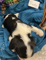 Trudy, a female Cavalier King Charles Spaniel for sale in Tenants Harbor, ME – 6 of 6